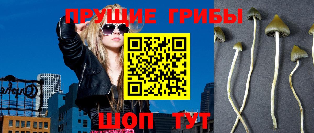 Псилоцибиновые грибы Psilocybine cubensis Электрогорск